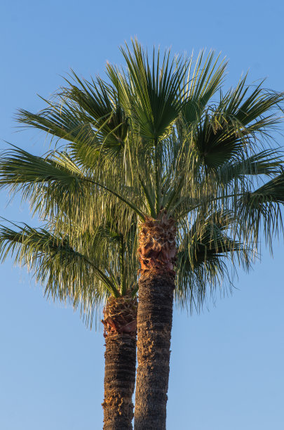 两棵棕榈树映衬着蓝天图片下载