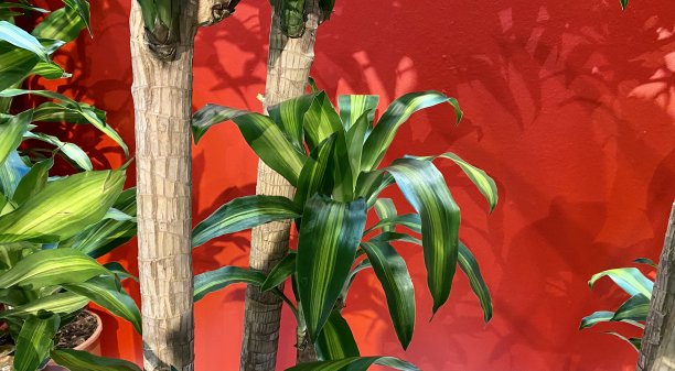 绿色的棕榈树图片下载