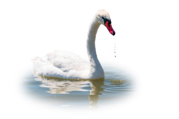 优雅的白天鹅在湖中游泳，孤立在白色的背景上。一只白天鹅在湖上游泳的肖像。图片下载