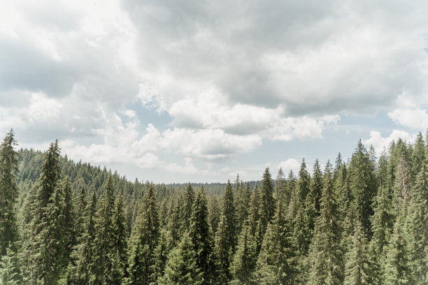 波黑萨拉热窝的Bijambare自然公园里，翠绿的松树林和美丽的天空、云朵。图片下载