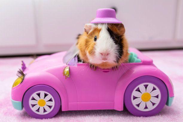 豚鼠在一辆粉红色的玩具车里，在孩子的房间里图片下载