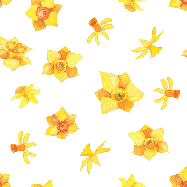 水仙无缝图案上的白色背景。水彩手绘插图。新鲜的黄色春天设计花卉纺织品，壁纸，背景。图片下载