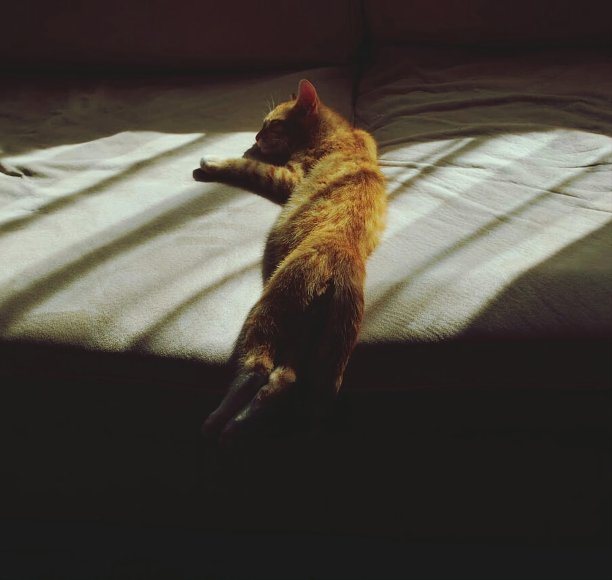 甜美的猫梦图片下载