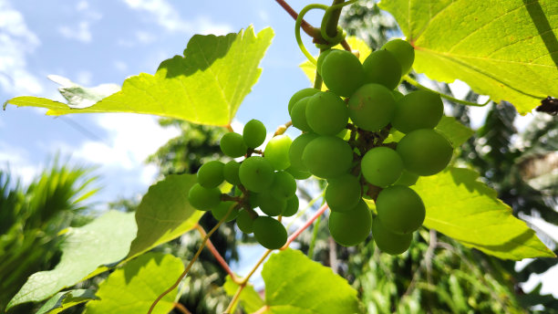 树上还挂着新鲜的葡萄图片下载