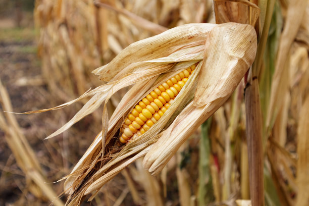 玉米田中玉米植株上的玉米荚图片下载