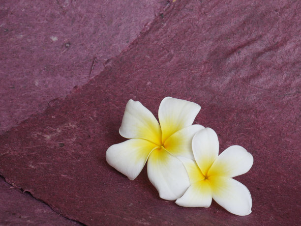 温泉放松美丽的热带花卉壁纸或背景图片下载