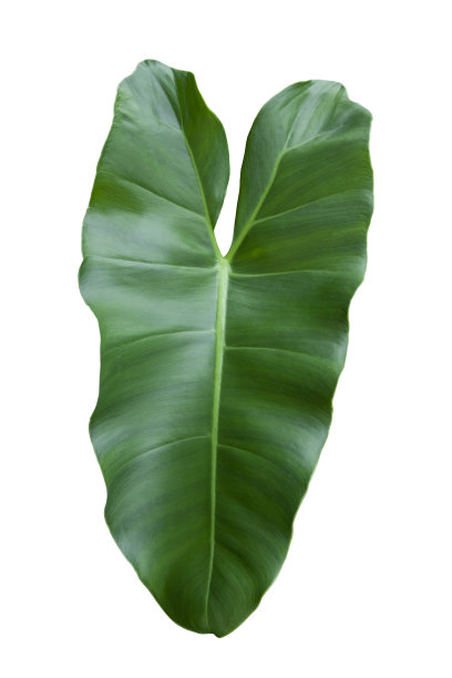 白色背景上分离的紫叶心型包括剪枝路径。图片下载