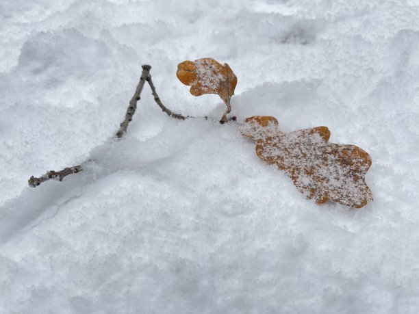 雪中的橡树叶子图片下载