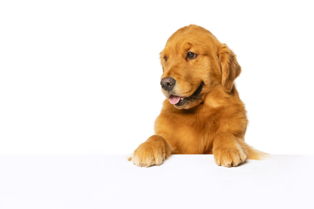 半身肖像的美丽的纯种狗，金毛寻回摆孤立在白色工作室背景。图片下载