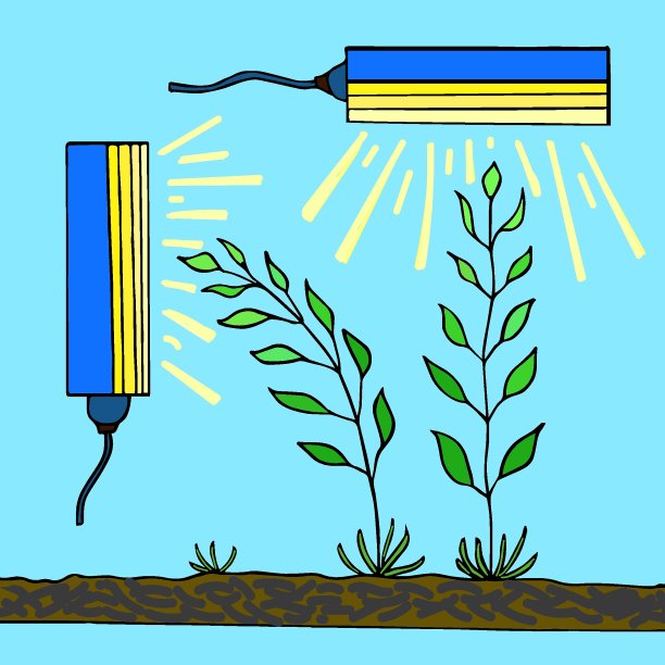 秧苗达为光源，灯代替太阳图片下载