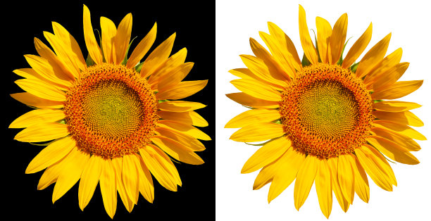 明亮的向日葵花孤立在黑色和白色的背景。向日葵就像太阳。黄色的向日葵花。图片下载