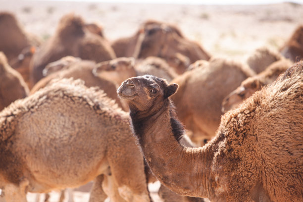 一只友善的骆驼在摩洛哥沙漠中自由漫步。图片下载