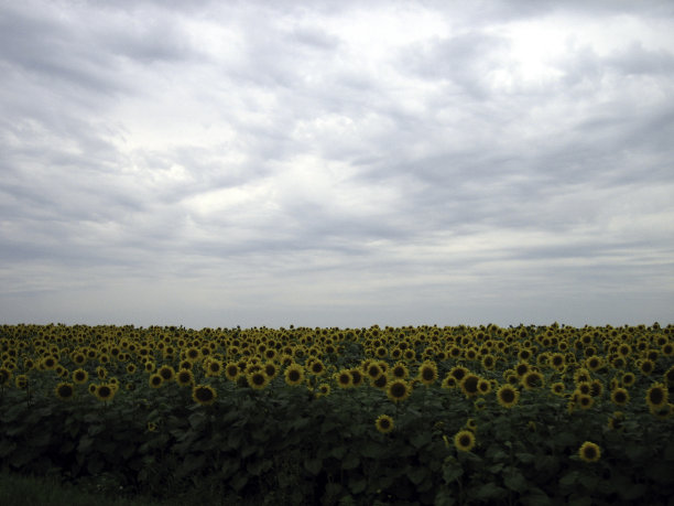 多云的天空下，成熟的向日葵平坦的田野。图片下载