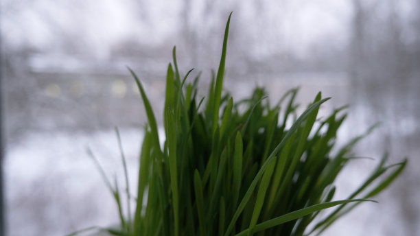 冬天窗户上的绿草。从房间看到的冬季景观。图片下载