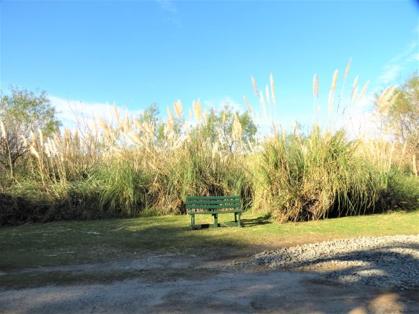 阿根廷布宜诺斯艾利斯的Costanera Sur生态保护区公园。图片下载