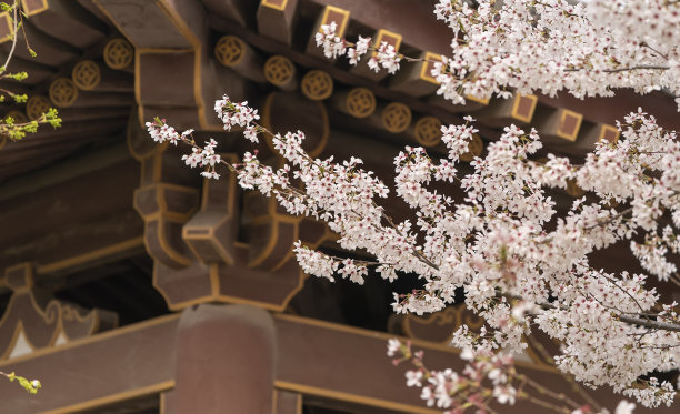 樱花与传统的中国屋顶在清龙寺，西安，中国。图片下载