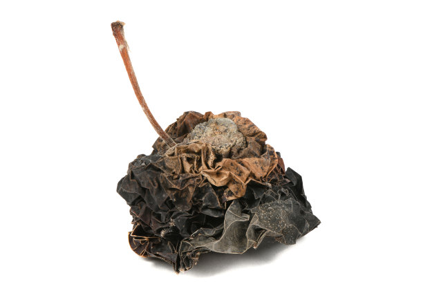 烂苹果孤立在白色的背景上。图片下载