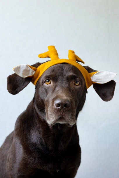 巧克力色拉布拉多寻回犬，戴着绿色头巾或粉色皇冠，蓝色兔子耳朵，适合万圣节或圣诞节的装扮，坐在浅色背景前图片下载