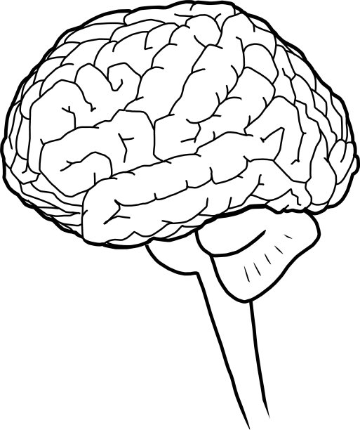 大脑。图片下载