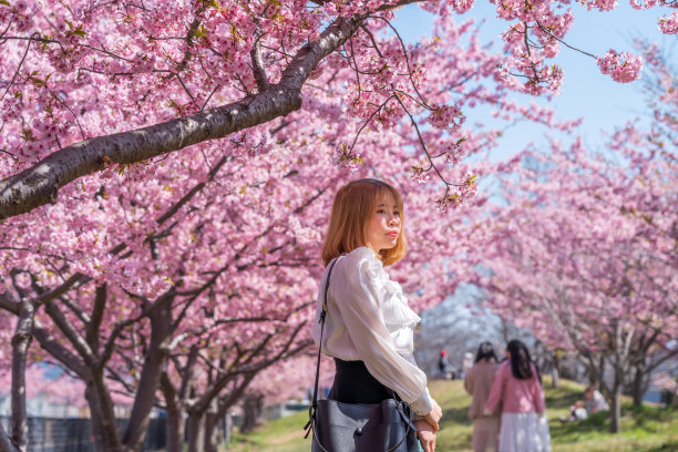 年轻女子和樱花在日本。图片下载