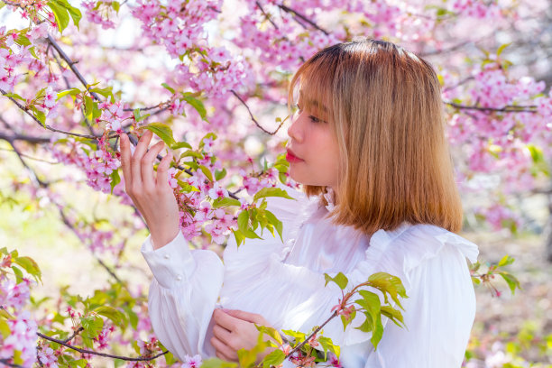 年轻女子和樱花在日本。图片下载