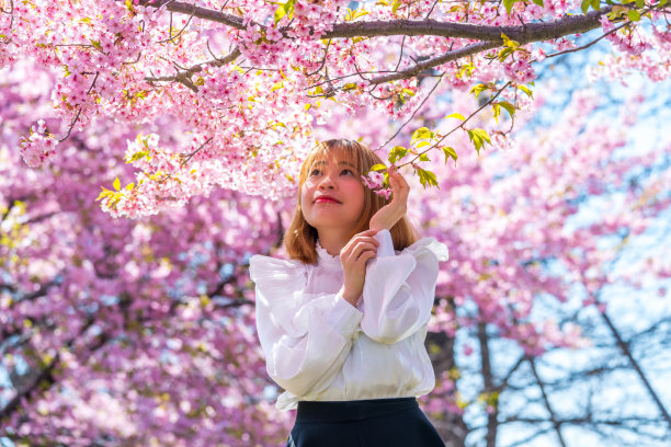 年轻女子和樱花在日本。图片下载