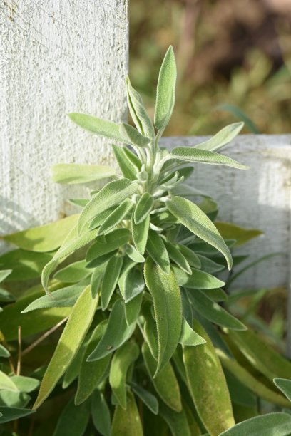 垂直变焦照片银药用鼠尾草芳香植物户外拍摄图片下载