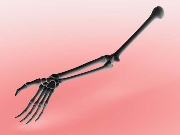 骨骼的手臂。图片下载