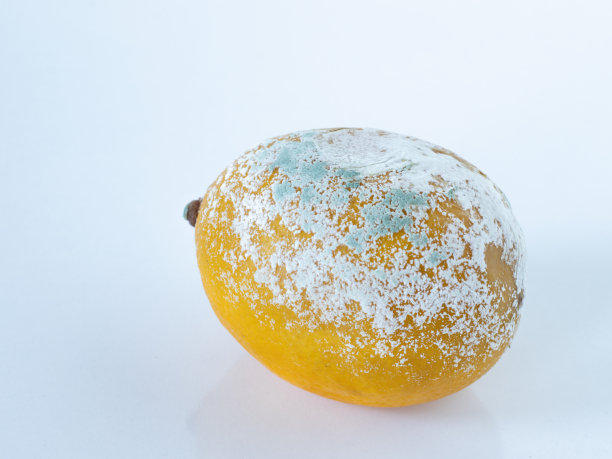 烂柠檬在白色的背景图片下载