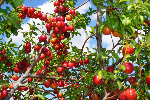 新鲜有机梅子水果图片下载
