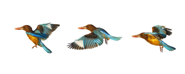 美丽的蓝色和棕色的鸟翠鸟飞行孤立在白色的背景上图片下载