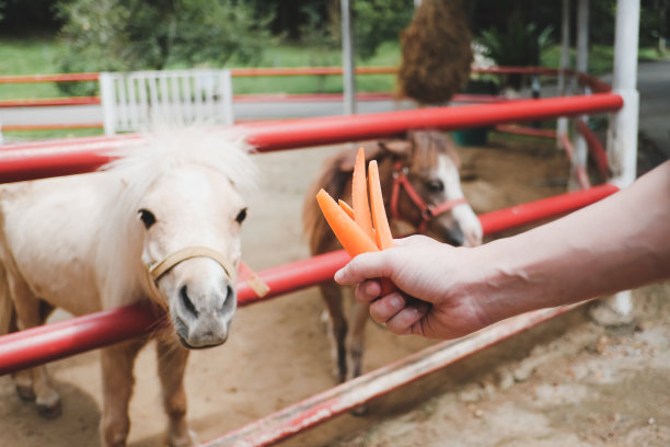 一个人用胡萝卜喂马，另一匹马透过栅栏看图片下载