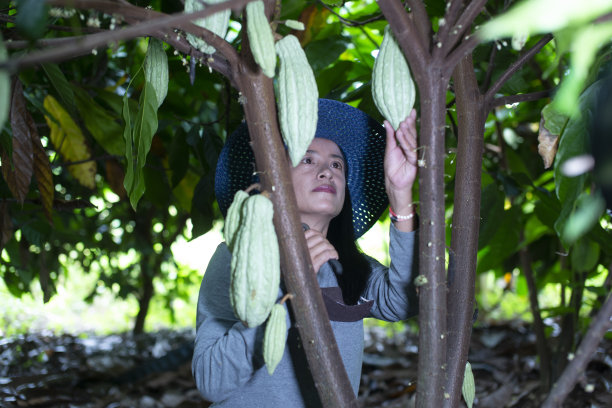 亚洲女农民在可可地里愉快地收获可可图片下载