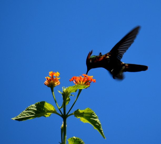 一簇簇卖弄风情的蜂鸟或鸟雀图片下载