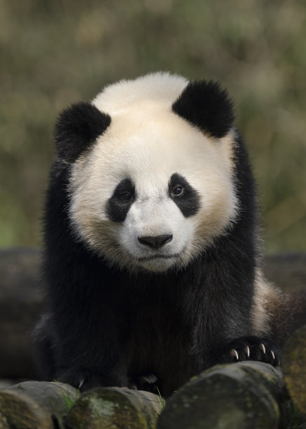 成都熊图片下载