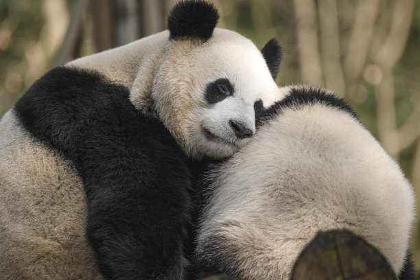 两只大熊在成都玩耍图片下载