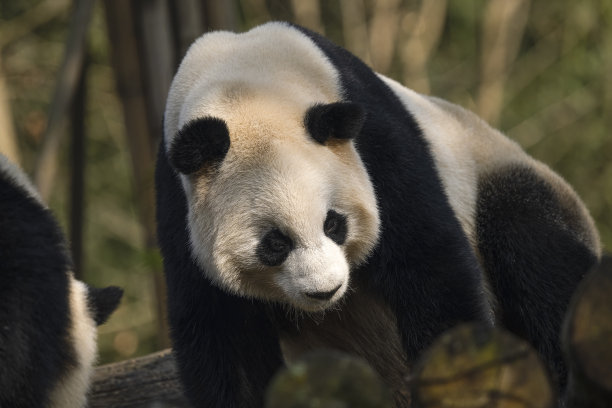 两只大熊在成都玩耍图片下载