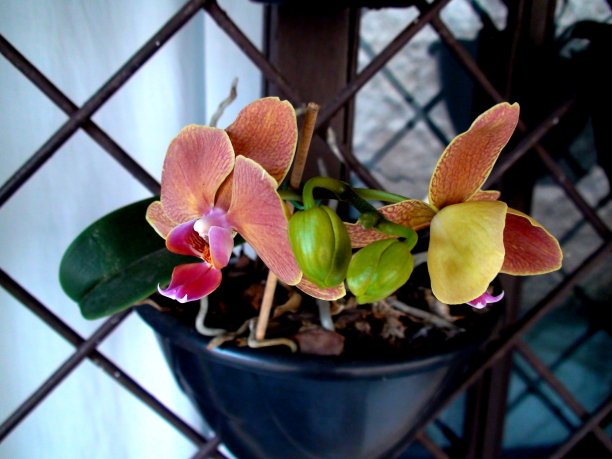 兰花花植物-兰科图片下载