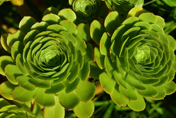 多汁的Aeonium以其美丽的叶子而闻名，叶子生长在一个有吸引力的莲座丛中图片下载