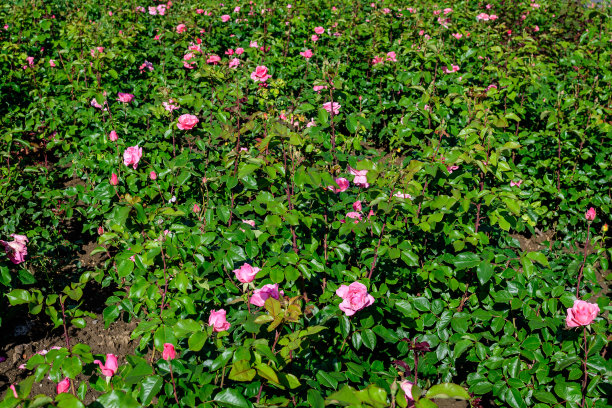 大型绿色灌木与许多新鲜生动的粉红色玫瑰和绿色叶子在一个阳光明媚的夏天，在一个花园，美丽的户外花卉背景用软焦点拍摄“n图片下载