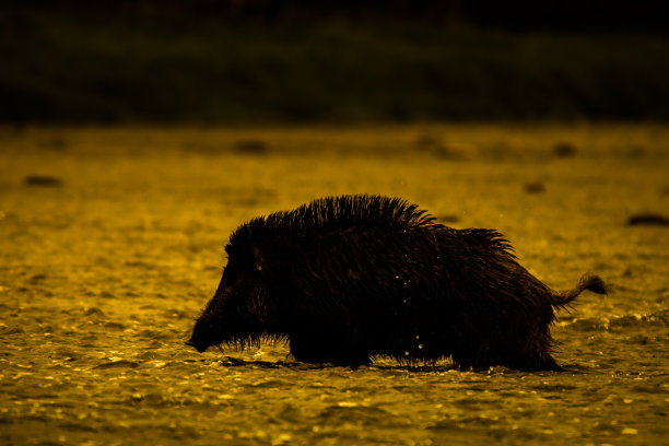野猪(Sus scrofa)。比斯兹扎迪山脉，喀尔巴阡山脉，波兰。图片下载