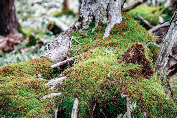 生长在树基部和树根上的苔藓图片下载