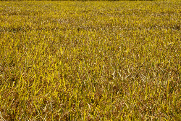日本稻田图片下载
