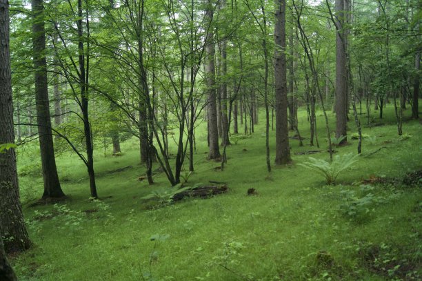 日本林草图片下载