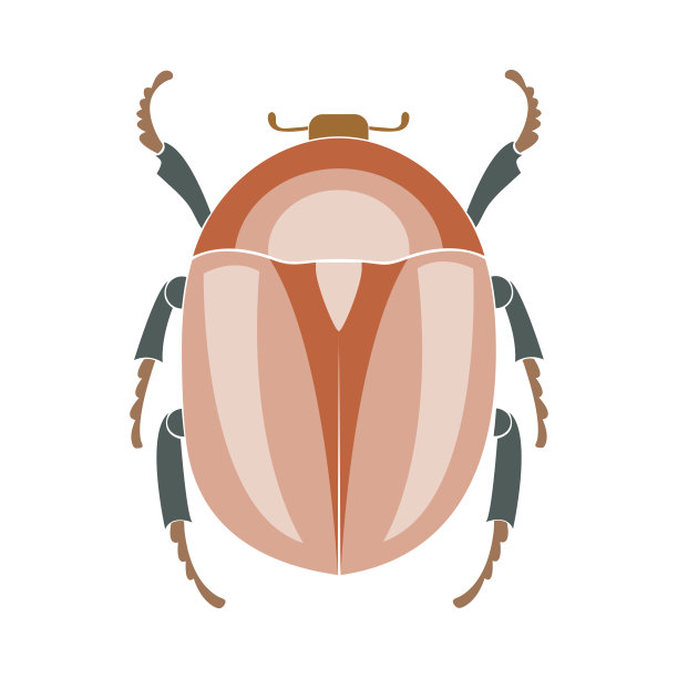 花金龟子甲虫几何昆虫矢量插图在平坦的风格图片下载