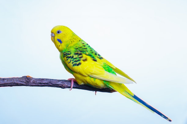 黄绿相间的鹦鹉，鹦鹉坐在一根木棒上图片下载