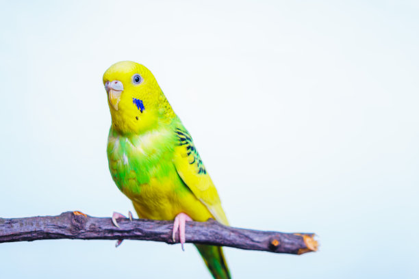 黄绿相间的鹦鹉，鹦鹉坐在一根木棒上图片下载