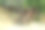 森林里带台阶的木楼梯。背景。景观。图片下载