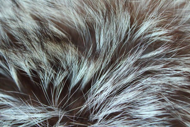 银色的狐皮。特写镜头。背景。纹理。图片下载