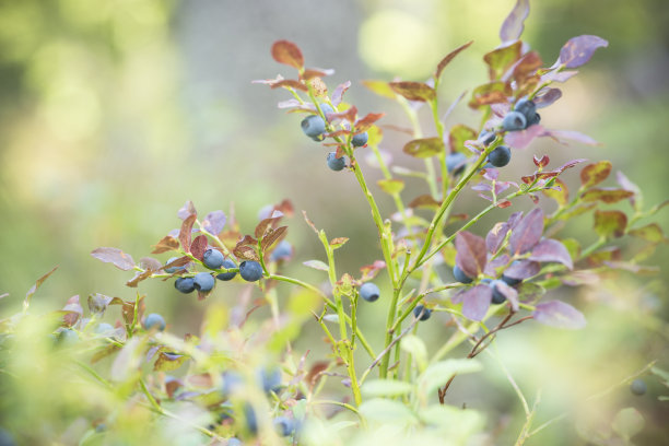 在森林里和飞机上的野生蓝莓的浆果和叶子图片下载